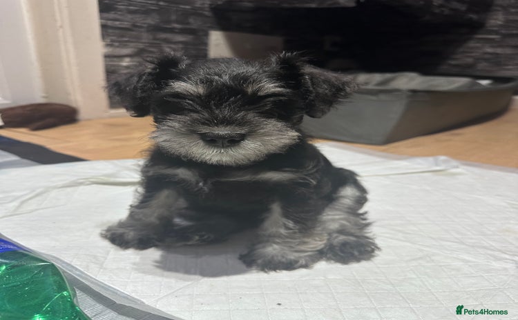 Miniature Schnauzer dogs Miniature Schnauzers - Advert 3