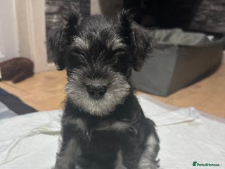 Miniature Schnauzer dogs for sale: Miniature Schnauzers - Advert 1