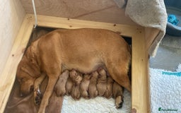 Labrador Retriever dogs for sale: Fox Red Labrador Puppies  - Image 7