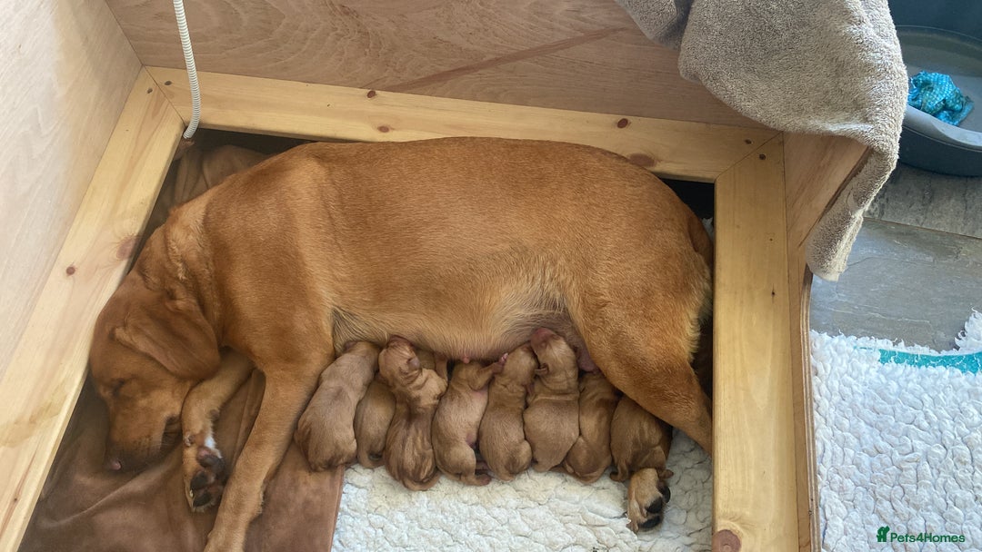 Labrador Retriever dogs for sale: Fox Red Labrador Puppies  - Image 7