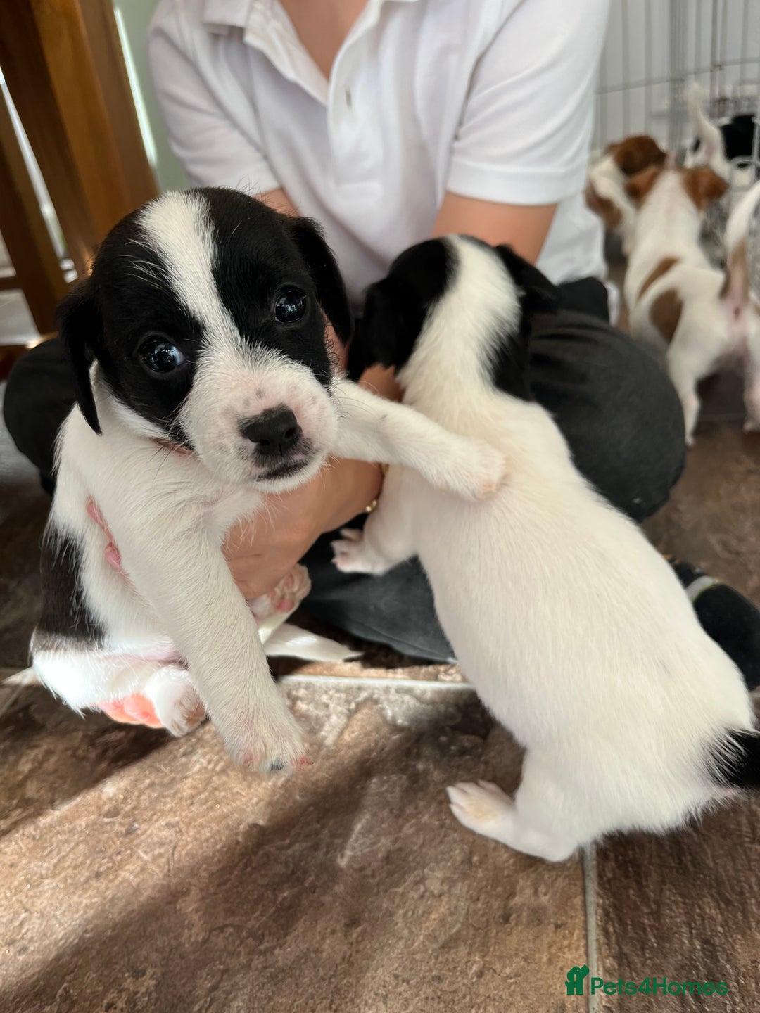Jack Russell dogs for sale: Stunning little boys and girls - Image 31
