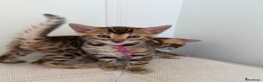 Female - Dark Pink Collar 