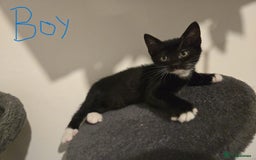Mixed Breed cats for sale: 4 Kittens for sale  - Image 8