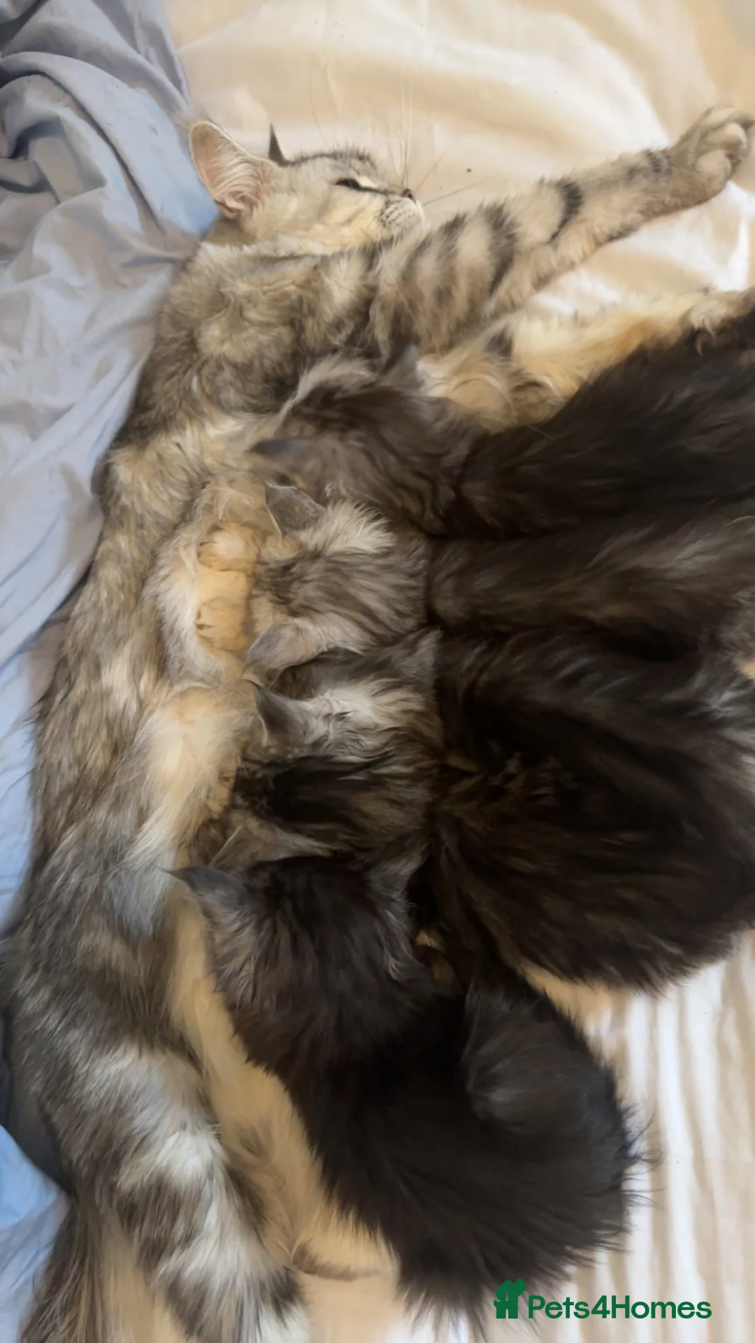 Maine Coon cats for sale: ✨Gorgeous Pedigree Maine Coon kittens for sale!✨ in London - Advert 19