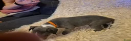 Mixed Breed dogs for sale: ONE BOY PUP LEFT!!! whippet dad and whippet cross - Advert 22