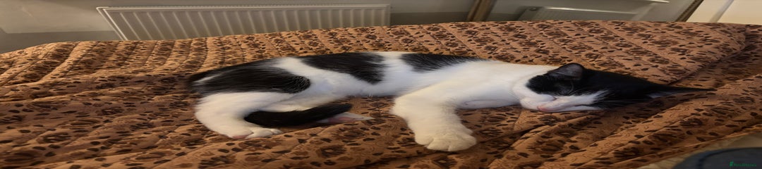 Ziggy
