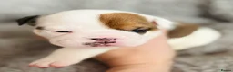 English Bulldog dogs for sale: 9 weeks old english bulldog girl puppy - Advert 6
