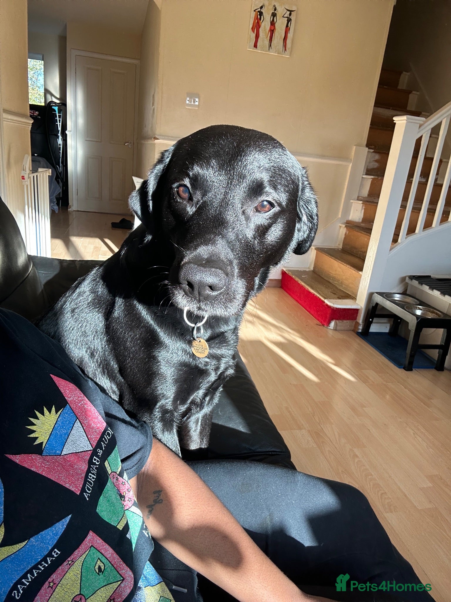 Labrador Retriever dogs Loving Labrador Looking for His Forever Home - Advert 1