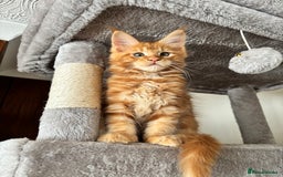Maine Coon cats for sale: Maine coon - Image 7