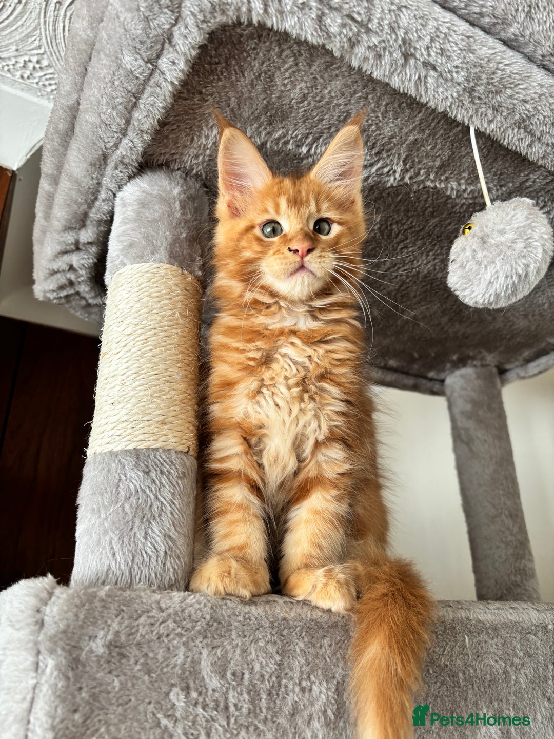 Maine Coon cats for sale: Maine coon - Image 7