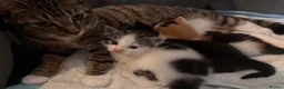 Mixed Breed cats for sale: 3 beautiful kittens ❤️ in Birkenhead - Advert 7
