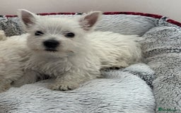 West Highland Terrier dogs for sale: 4 stunning west highland terrier puppies for sale - Image 8