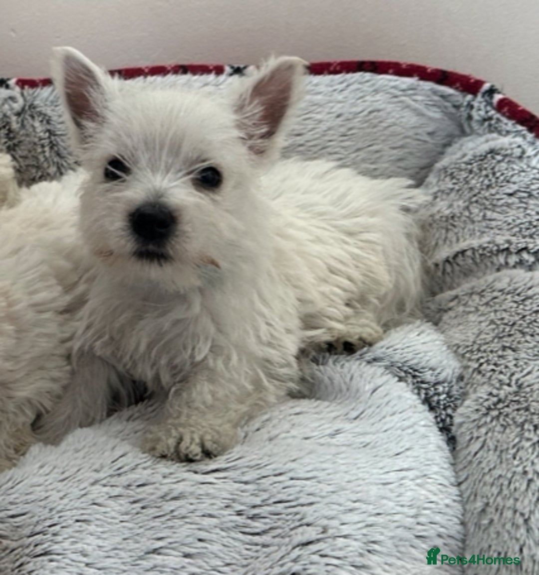 West Highland Terrier dogs for sale: 4 stunning west highland terrier puppies for sale - Image 8