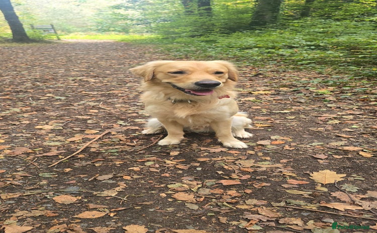 Golden Retriever dogs - Advert 1