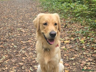 Golden Retriever dogs - Advert 1