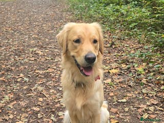 Golden Retriever dogs Golden Retriever Stud-Meet Hamish - Advert 5