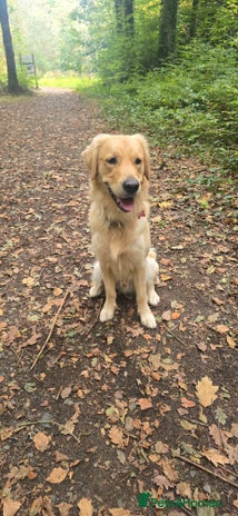 Golden Retriever dogs - Advert 1
