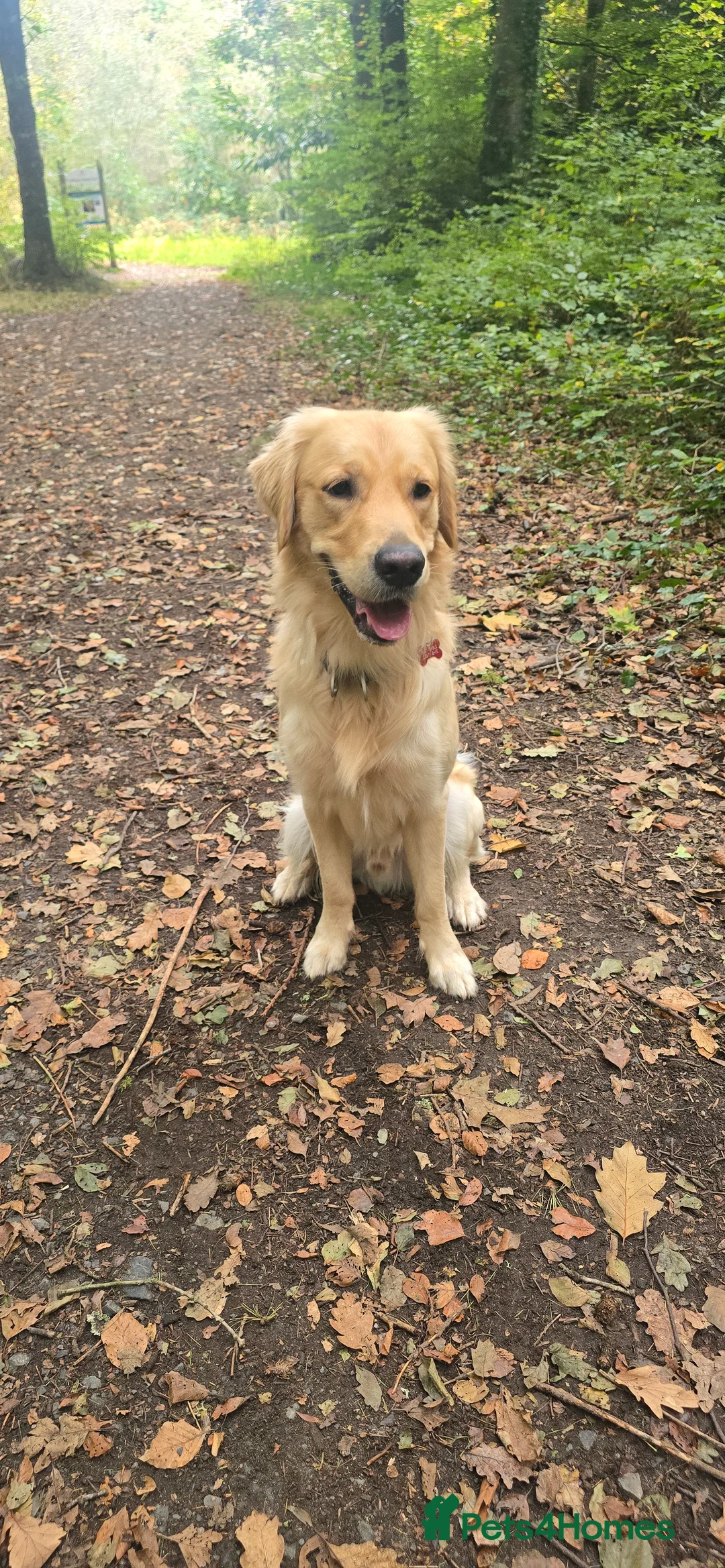 Golden Retriever dogs for stud: Golden Retriever Stud-Meet Hamish - Advert 1