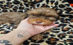 Yorkshire Terrier dogs for sale: 🧡 DNA tested parents 🤎 Chocolate Red boy  - Advert 14