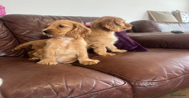 Cocker Spaniel dogs - Advert 13