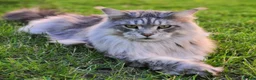 Maine Coon cats for sale: MaineCoon World Champion Bloodlines/London  - Advert 15