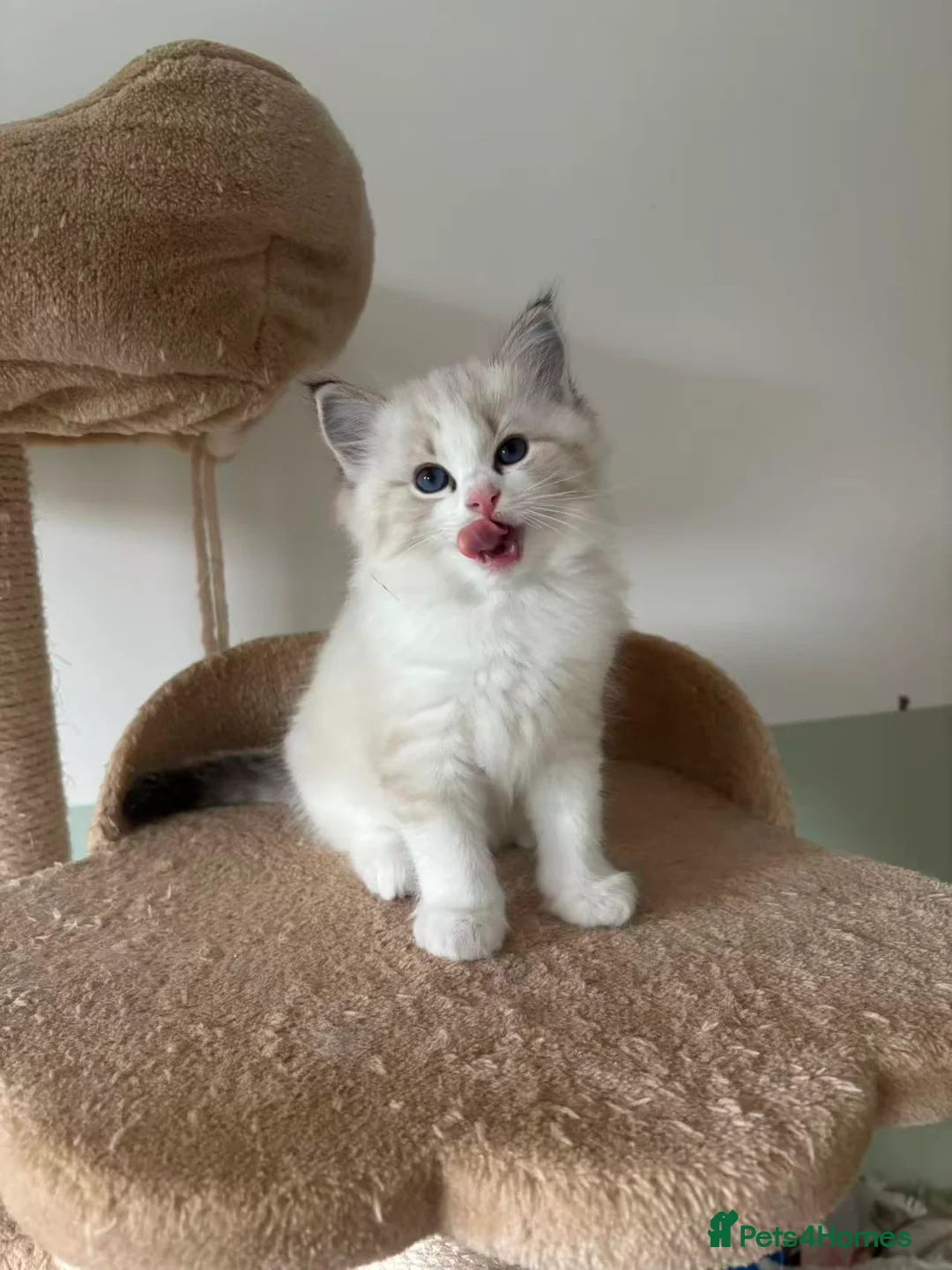 Ragdoll cats for sale: Cutieeeee Ragdoll Kitten - Advert 5