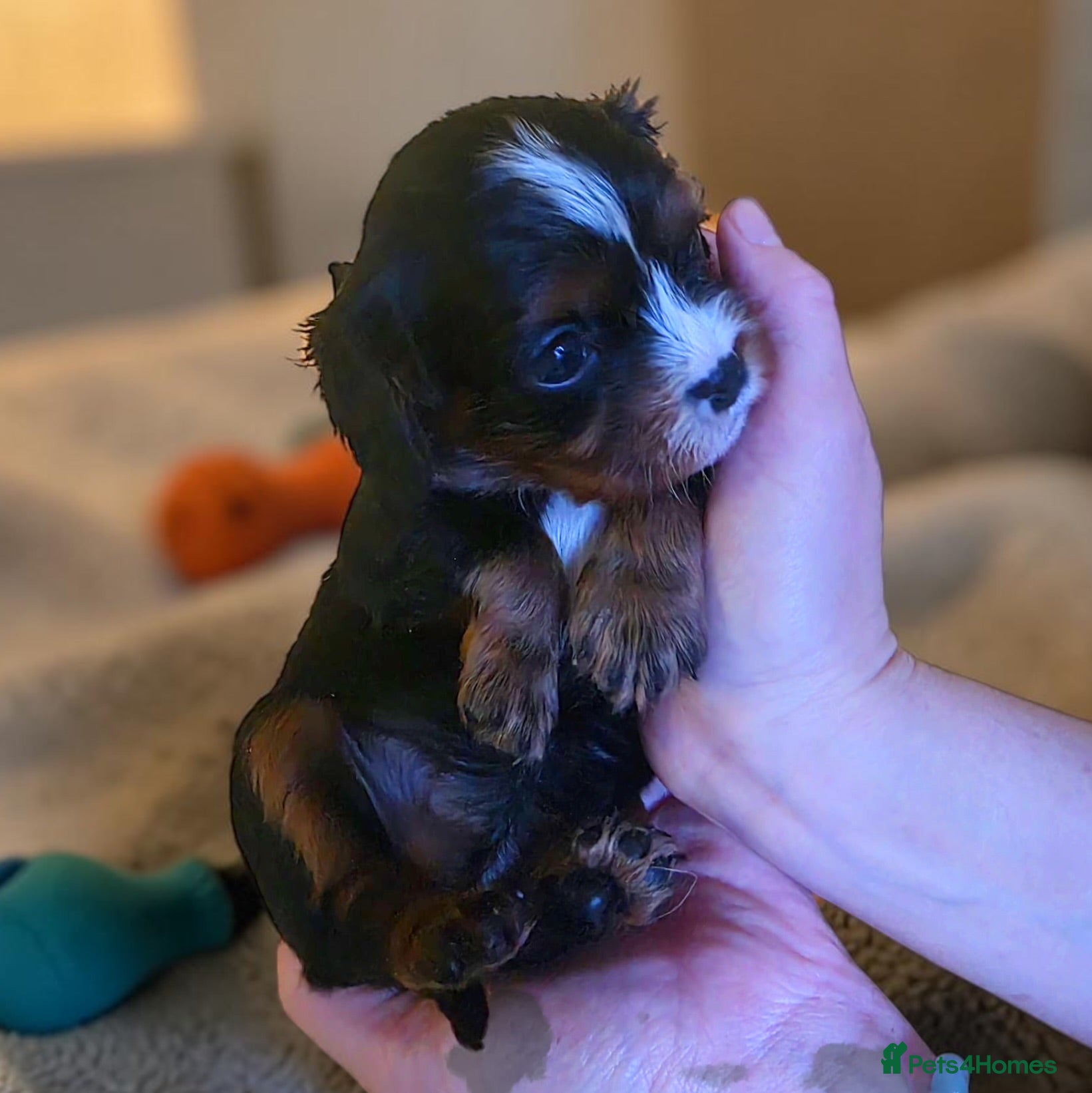 Cavalier King Charles Spaniel dogs Very rare in UK ultra-low COI 0.2% Choc carrier KC - Advert 6