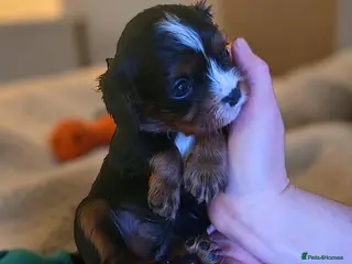 Cavalier King Charles Spaniel dogs Very rare in UK ultra-low COI 0.2% Choc carrier KC - Advert 6