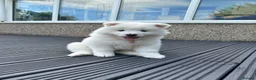 Mixed Breed dogs for sale: Beautiful Samoyed/Siberian Husky puppies💞 - Advert 3