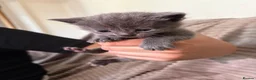 Maine Coon cats for sale: Mainecoon cross kittens looking for a forever home - Advert 35