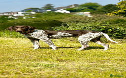German Shorthaired Pointer dogs for sale: GSP Puppies Due October 2025 - Image 2