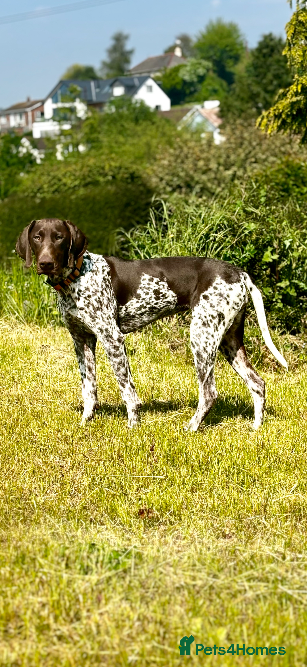 German Shorthaired Pointer dogs for sale: GSP Puppies Due October 2025 - Image 2