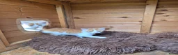 Mixed Breed cats for sale: READY TO LEAVE - Only 2 left - adorable kittens - Advert 3