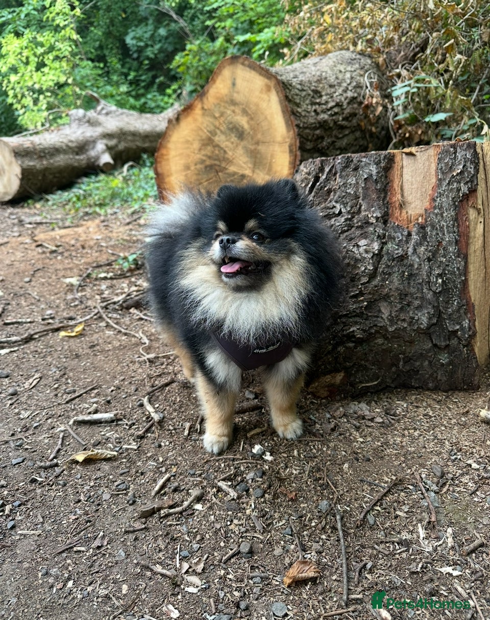 Pomeranian dogs Gorgeous Teddy bear tri coloured stud - Advert 1