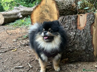 Pomeranian dogs Gorgeous Teddy bear tri coloured stud - Advert 7