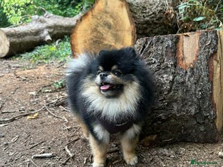 Pomeranian dogs Gorgeous Teddy bear tri coloured stud - Advert 12