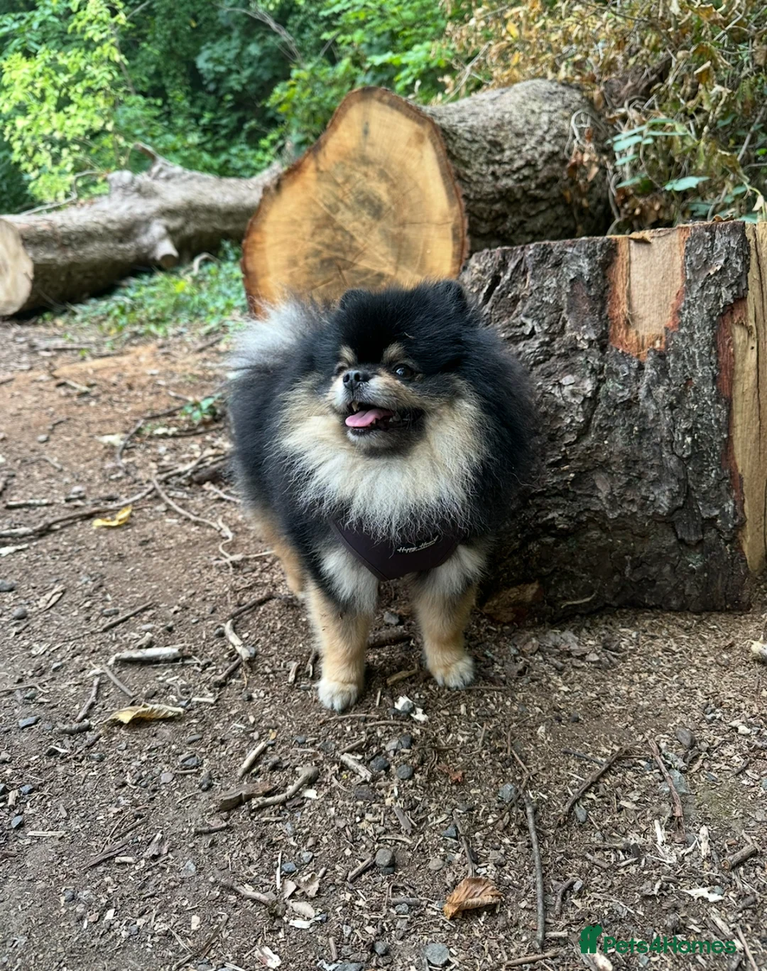 Pomeranian dogs for stud: Gorgeous Teddy bear Pomeranian tri coloured stud - Advert 1
