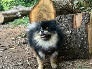 Pomeranian dogs Gorgeous Teddy bear Pomeranian tri coloured stud - Advert 1