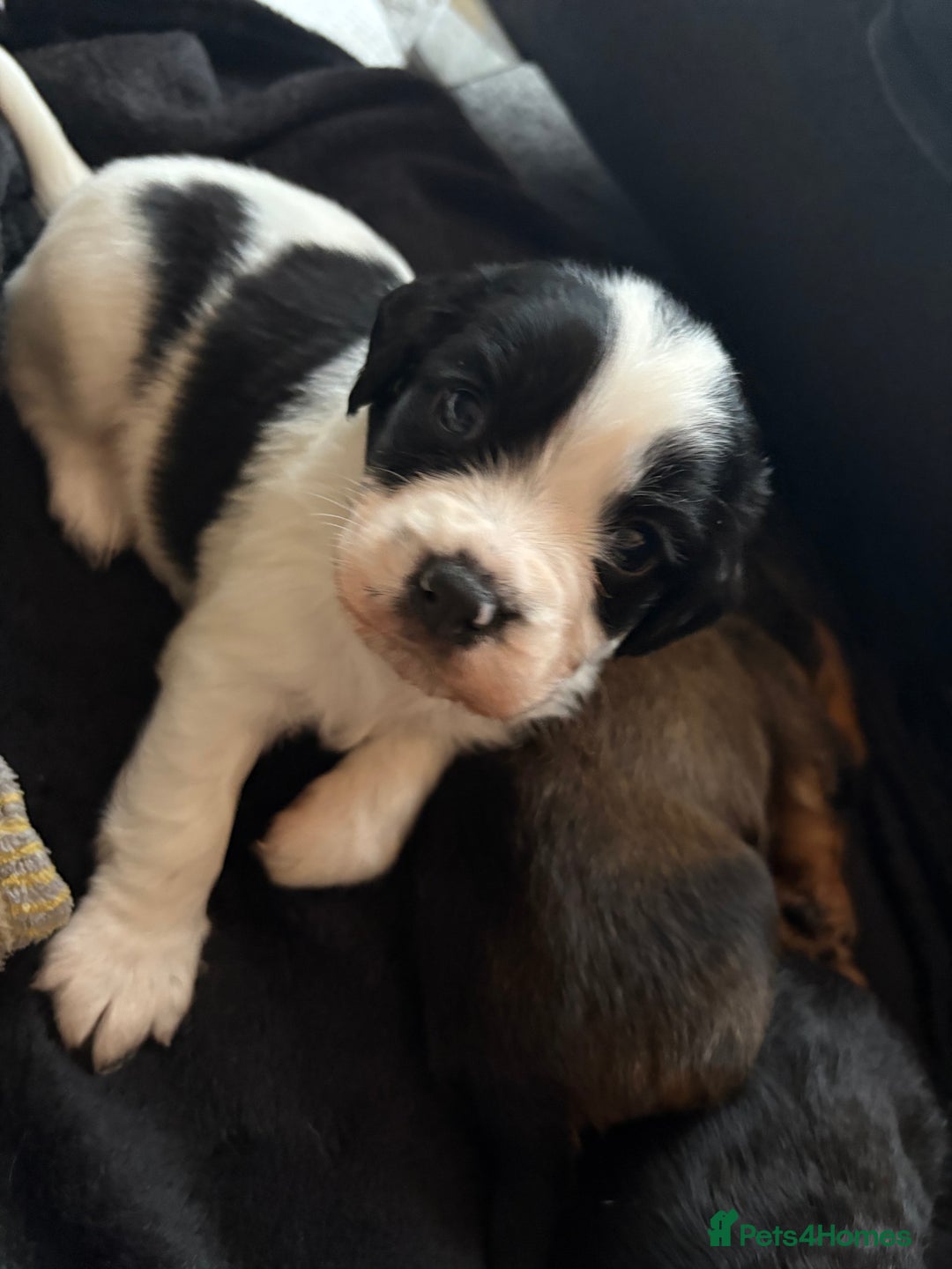 Mixed Breed dogs for sale: 4x male cocker pups  - Image 4