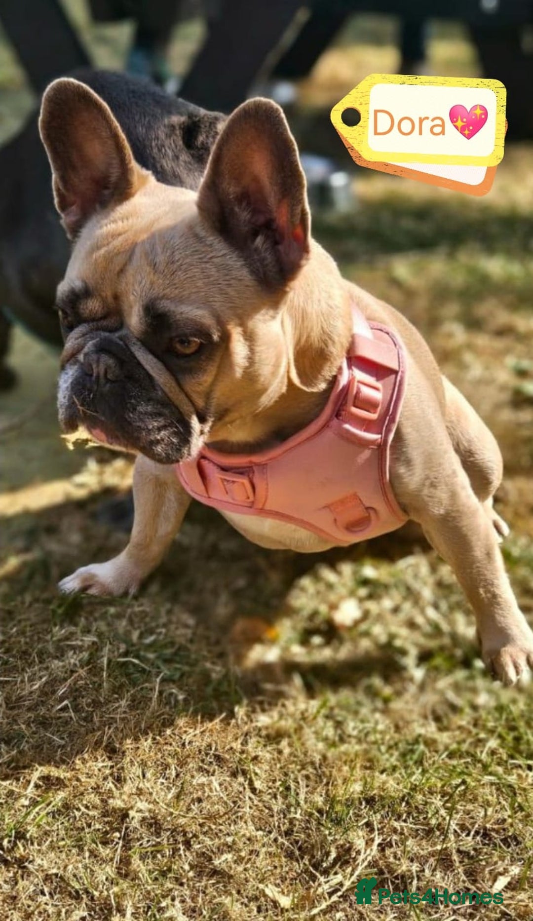 French Bulldog dogs for adoption: 💖DORA-Betrayed Many Times, But Still Loving💖 - Advert 6