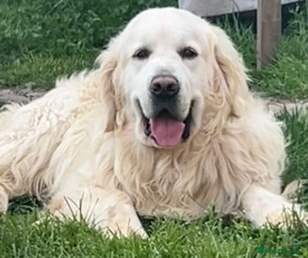 Golden Retriever dogs for sale: KC REG CREAM PUPS HEALTH TESTED PARENTS  - Advert 4