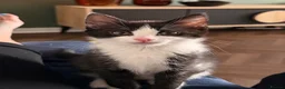 Mixed Breed cats for sale: Beautiful tuxedo kittens one boy and one girl  - Advert 9