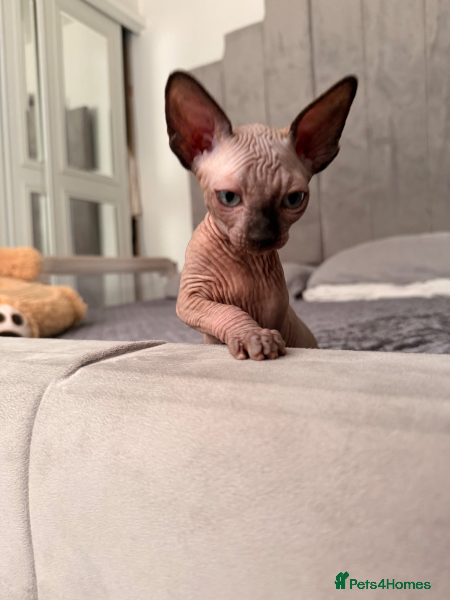 Sphynx cats Female and Male!🌺🫶 Ready NOW!! - Advert 11