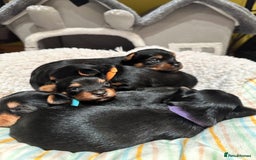 Australian Silky Terrier dogs for sale: Australian Silky Terrier Puppies in Dunfermline - Image 11