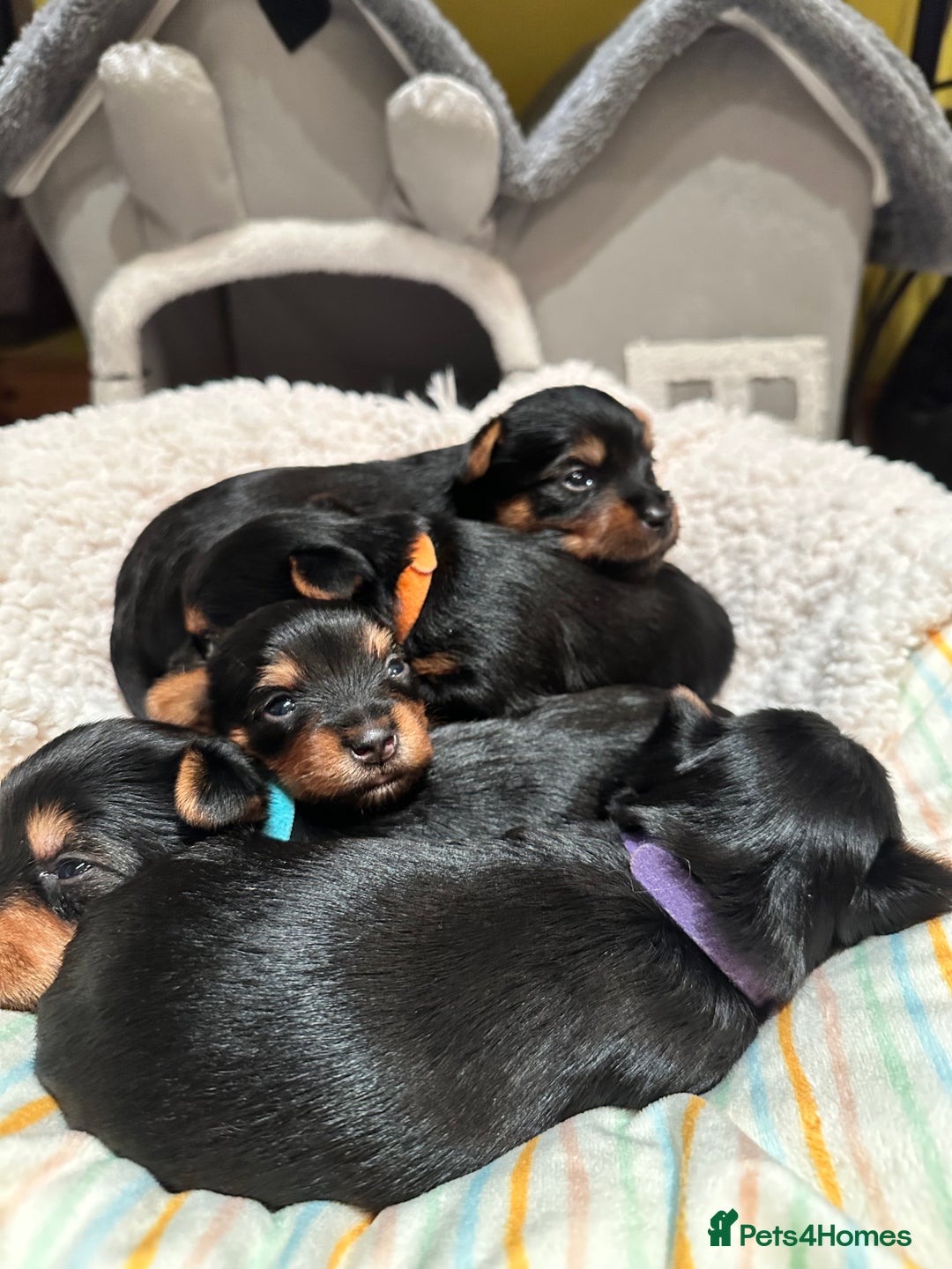 Australian Silky Terrier dogs for sale: Australian Silky Terrier Puppies in Dunfermline - Image 11