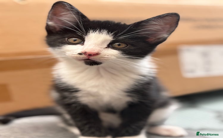 Domestic Shorthair cats - Advert 8