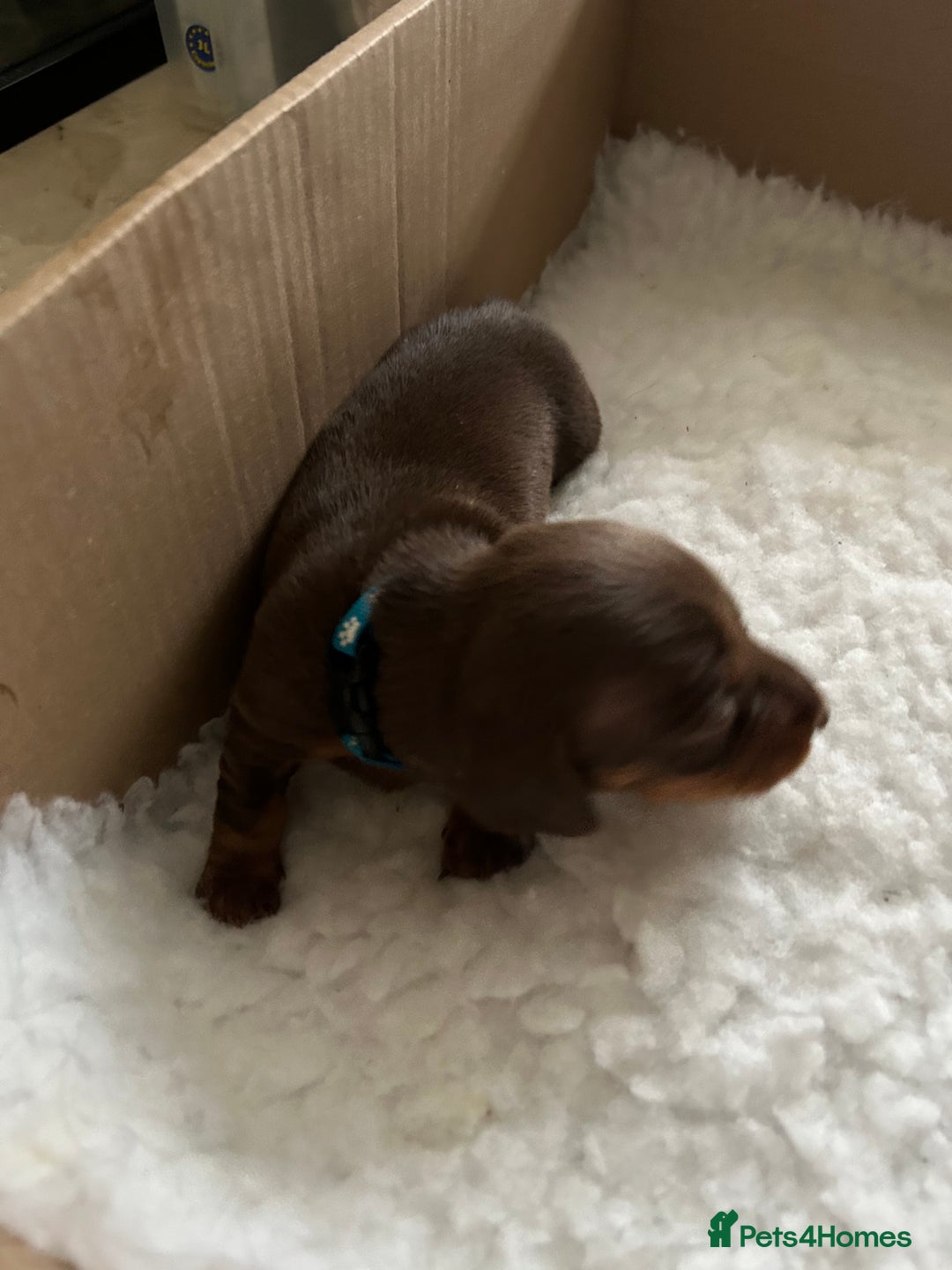 Miniature Dachshund dogs for sale: Beautiful miniature dachshunds - Advert 10