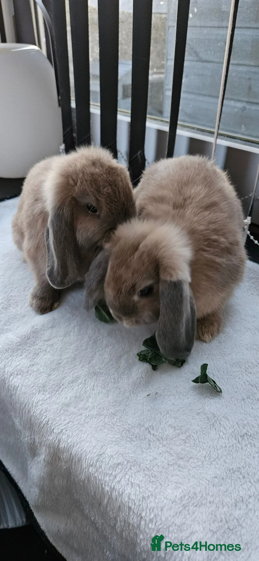 Mini Lop rabbits for sale: Mini Lops - Advert 6
