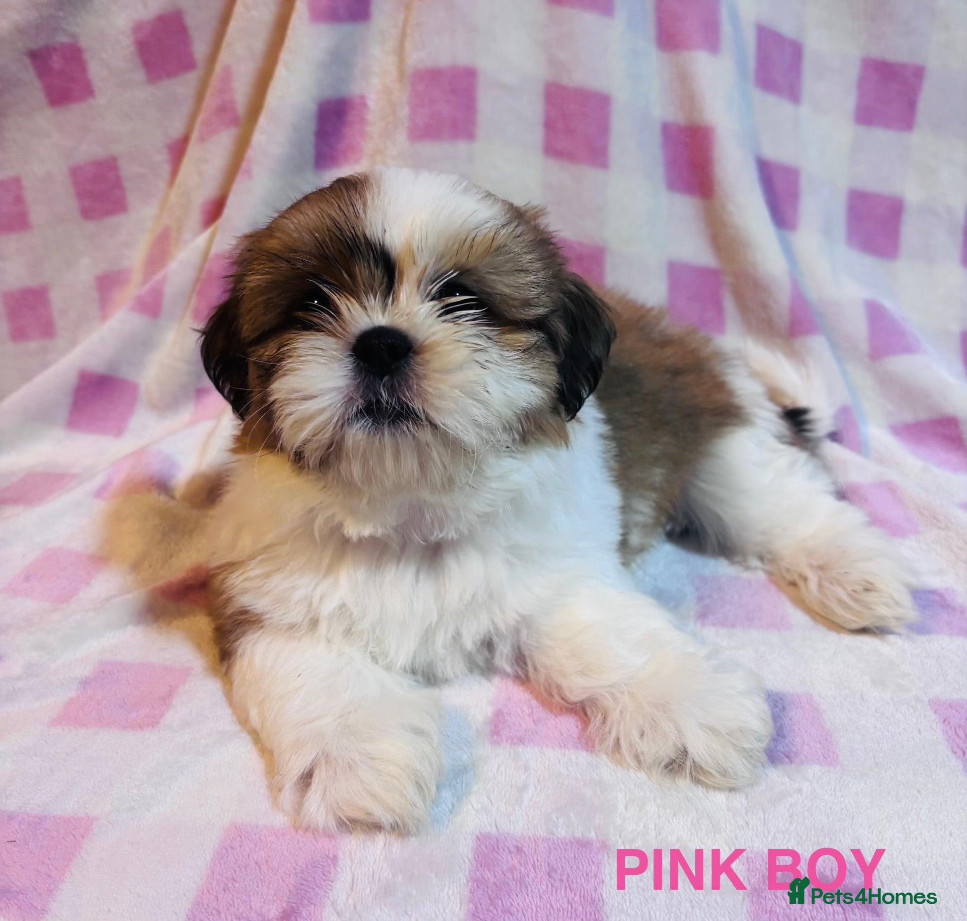 Shih Tzu dogs BEAUTIFUL IMPERIAL SHIH-TZU PUPPYS FOR SALE  - Advert 2