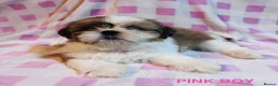 Shih Tzu dogs for sale: BEAUTIFUL IMPERIAL SHIH-TZU PUPPYS FOR SALE  - Advert 1
